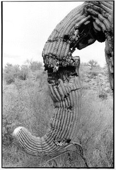 Elephant Cactus